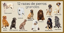 Razas de perros grandes: las 24 más populares y sus características