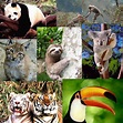 Biodiversidad en el Perù: Especies peruanas amenazadas y en peligro de ...