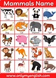Mammals Name and Examples with Pictures » Onlymyenglish.com