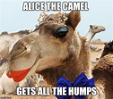 Funny Camel Meme