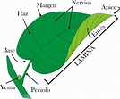 Morfología de la hoja - Botánica integra