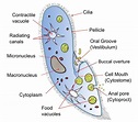 Phylum: protozoa - Overall Science