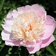 Peony Lady Alexander Duff – 1 Tuber - Garden World