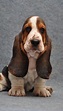 Perro Hush Puppies : Basset Hound Puppy - Hush Puppies — Stock Photo ...