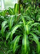 Dracaena fragans. Dracenia, maicera, palo del Brasil, tronco del Brasil ...