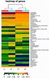 | Heatmap of species abundance at the genus level. | Download ...