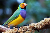 Gouldian Finches as Pets - Species Profile