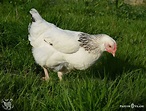 Gallina Sussex, una gallina pura raza con mucha historia