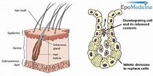 Anatomy and Physiology of Sebaceous glands | Epomedicine
