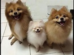 Cute Pomeranian Family - YouTube
