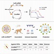 Cell | 魏文胜课题组报道环状RNA技术平台以及据此开发的新型抗新冠病毒疫苗 - BIOPIC网站中文版