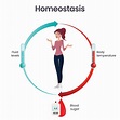Biology homeostasis science vector illustration infographic 20561283 ...