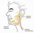 Glândulas salivares - Função e anatomia - Produção de saliva
