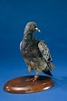 Cher Ami Saved 200 Men During World War I — She Was Also A Pigeon