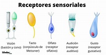 Receptores sensoriales: clasificación, fisiología, características