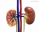Anatomie der Niere - DocCheck