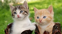 Fonds d'ecran 1920x1080 Chat domestique Chatons Deux Voir Animaux ...