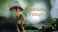 Fantastic Fungi, Official Film Trailer | Moving Art by Louie ...