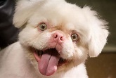 Perros albinos: cómo cuidarlos, consejos y características