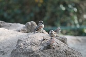 Sparrow,sperling,berlin,zoo,house sparrow - free image from needpix.com