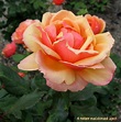 PlantFiles Pictures: Grandiflora Rose 'About Face' (Rosa) by Kell