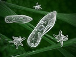 ¿Qué son los protozoos? | Instituto Europeo de Química, Física y Biología
