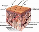 La piel: estructura y función (capas de la piel y sus funciones)