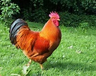 New Hampshire Red zu verkaufen | Hühner | Rassen Information | Omlet