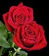 Dos rosas hermosas | Rosas rojas hermosas, Rosa roja, Rosas