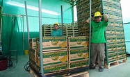 Cooperativa Agraria Appbosa exporta más de un millón 16 mil cajas de ...