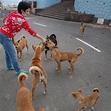 Supreme Court Stays New Order 2022 On The Feeding Of Stray Dogs - Inventiva
