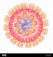 Herpes simplex type 1 virus, illustration Stock Photo - Alamy