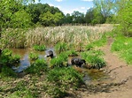 Wide open space - Picture of Battle Creek Dog Park, Maplewood - TripAdvisor