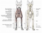 Musculatura superficial cervical, torácica e intrínseca do ombro e ...