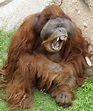 File:Male Orangutan.jpg