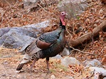 Gould's Wild Turkey (Subspecies Meleagris gallopavo mexicana) · iNaturalist