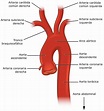 Arteria aorta (partes, ubicación, anatomia, función, importancia clínica)