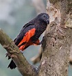 Pesquet's parrot - Alchetron, The Free Social Encyclopedia