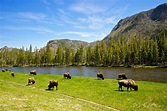 15 mejores tours de Yellowstone - El turismo en españa