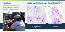 Babesiosis bovina: Vacuna contra Babesia bovis y Babesia bigemina ...