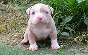 Puppy Lilac Champagne - Miniature, Pocket and Exotic Bully Puppy and ...