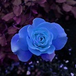 Blue Gardenia Flower Free Stock Photo - Public Domain Pictures