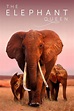 Cartel de la película The Elephant Queen - Foto 1 por un total de 13 ...
