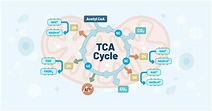The TCA Cycle: Deciding Cell Fate and Function and More - Redox Medical ...