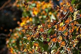 The Monarch Butterfly Biosphere Reserve: A UNESCO World Heritage Site ...