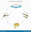 Mosquito Life Cycle, Egg, Larva, Pupa, Adult - with Water and Blood ...