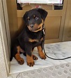 Sirius, cachorrito mestizo de Rottweiler en adopción - Madrid