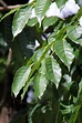 Swietenia macrophylla | Swietenia macrophylla Kin. MELIACEAE… | Flickr