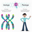 Ilustração vetorial das diferenças entre genótipo e fenótipo | Vetor ...