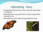 PPT - Butterfly Facts PowerPoint Presentation, free download - ID:1928255